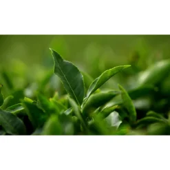 Best AQ MELIORITY INTENSIVE REGENERATING MULTI-CREAM 45ML Vitamina C|Peptidos