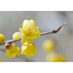 Best AQ MELIORITY INTENSIVE REGENERATING MULTI-CREAM 45ML Vitamina C|Peptidos