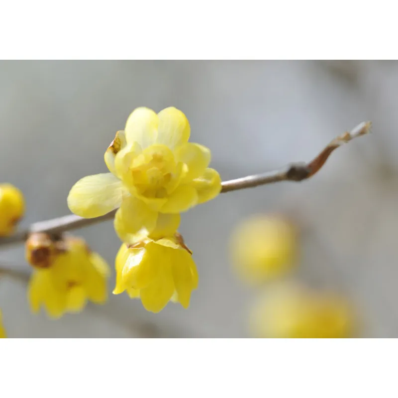 Best AQ MELIORITY INTENSIVE REGENERATING MULTI-CREAM 45ML Vitamina C|Peptidos