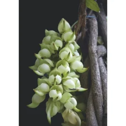 Best AQ MELIORITY INTENSIVE REGENERATING MULTI-CREAM 45ML Vitamina C|Peptidos