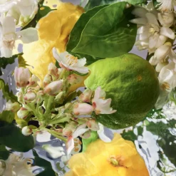 Clearance AQUA ALLEGORIA  BERGAMOTE CALABRIA EAU DE TOILETTE Mujer Eau De Toilette Mujer