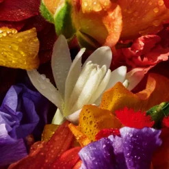 Best AQUA ALLEGORIA FORTE FLORABLOOM EAU DE PARFUM Mujer Eau De Parfum Mujer