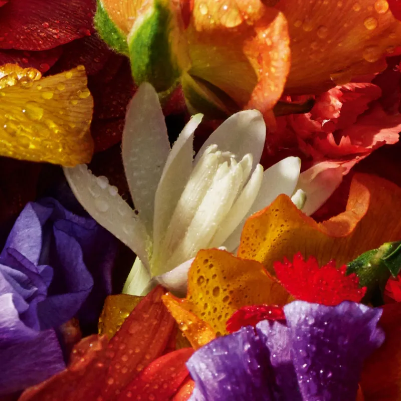 Best AQUA ALLEGORIA FORTE FLORABLOOM EAU DE PARFUM Mujer Eau De Parfum Mujer