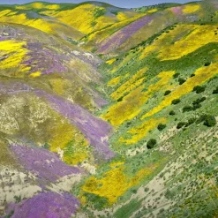 Best AQUA ALLEGORIA FORTE FLORABLOOM EAU DE PARFUM Mujer Eau De Parfum Mujer