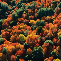 New AQUA ALLEGORIA FORTE ROSA PALISSANDRO EAU DE PARFUM Mujer Eau De Parfum Mujer