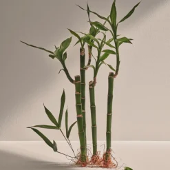 Outlet Bambú Eau de Parfum Hombre Eau De Parfum Hombre|Eau De Parfum