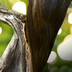 Best Man Wood Essence Eau de Parfum Hombre Eau De Parfum Hombre|Eau De Parfum