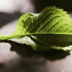 Chloé Nomade Jasmin Naturelle Intense Eau de Parfum Intense Mujer Eau De Parfum Mujer