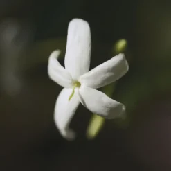 Online Chloé Nomade Naturelle Eau de Parfum Vaporizador Mujer Eau De Parfum Mujer