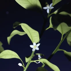 Discount Chloé Nomade Nuit d'Egypte Eau de Parfum Mujer Eau De Parfum Mujer