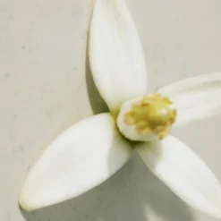 New Chloé Rose Naturelle Eau de Parfum Vaporizador Mujer Eau De Parfum Mujer