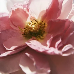 New Chloé Rose Naturelle Eau de Parfum Vaporizador Mujer Eau De Parfum Mujer