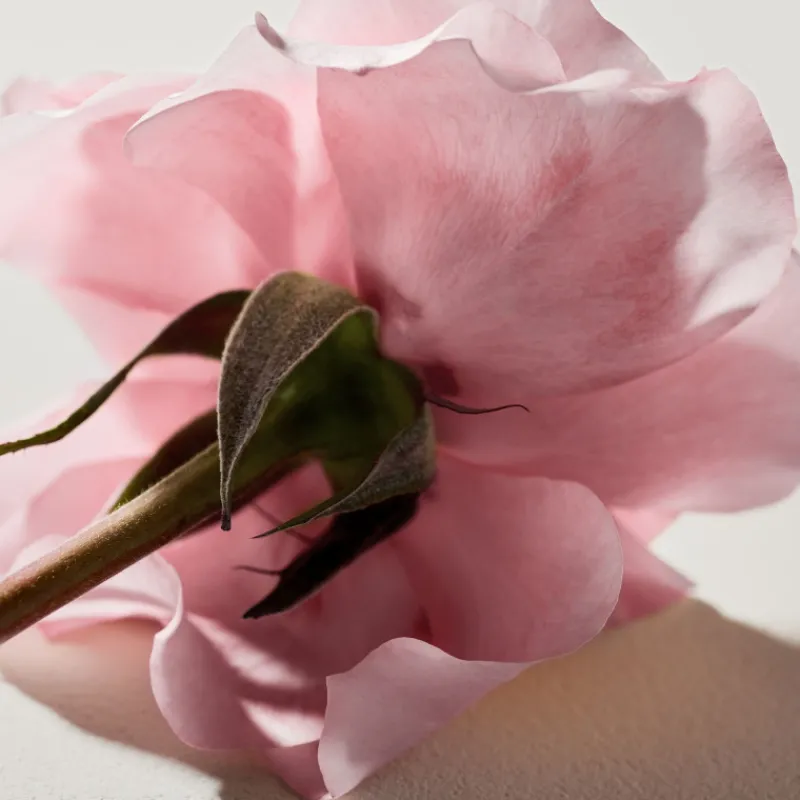 Best Chloé Signature Eau de Parfum Mujer Eau De Parfum Mujer