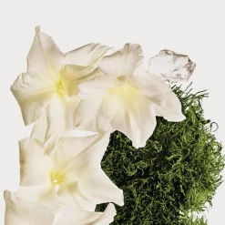 New CK Cotton Musk Bruma Perfumada para Cuerpo y Cabello Cuidado Ocasional