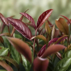 Clearance DECORTE AQ MELIORITY INTENSIVE REGENERATING DAY CREAM Ceramides|Luminosidad