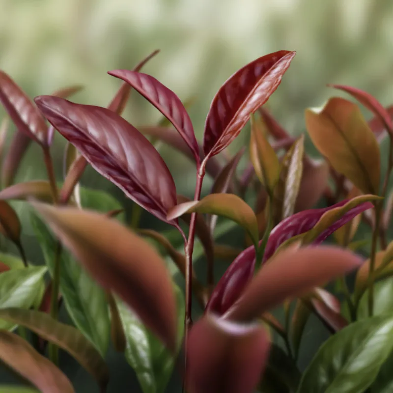 Clearance DECORTE AQ MELIORITY INTENSIVE REGENERATING DAY CREAM Ceramides|Luminosidad