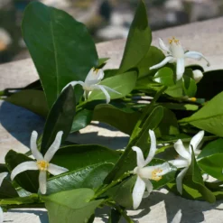 Clearance DEVOTION EAU DE PARFUM Mujer Eau De Parfum Mujer