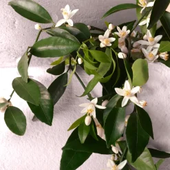 Devotion Eau de Parfum Intense Mujer Eau De Parfum Mujer