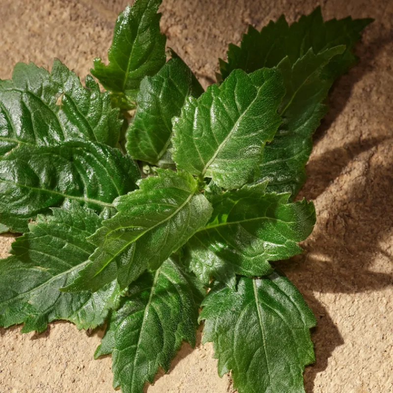 Sale Devotion Pour Homme Eau de Parfum Hombre Eau De Parfum Hombre|Eau De Parfum