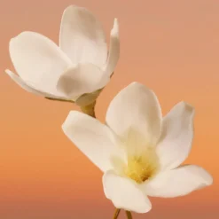 Clearance ETERNITY INTENSE WOMEN EAU DE PARFUM VAPORIZADOR Mujer Eau De Parfum Mujer