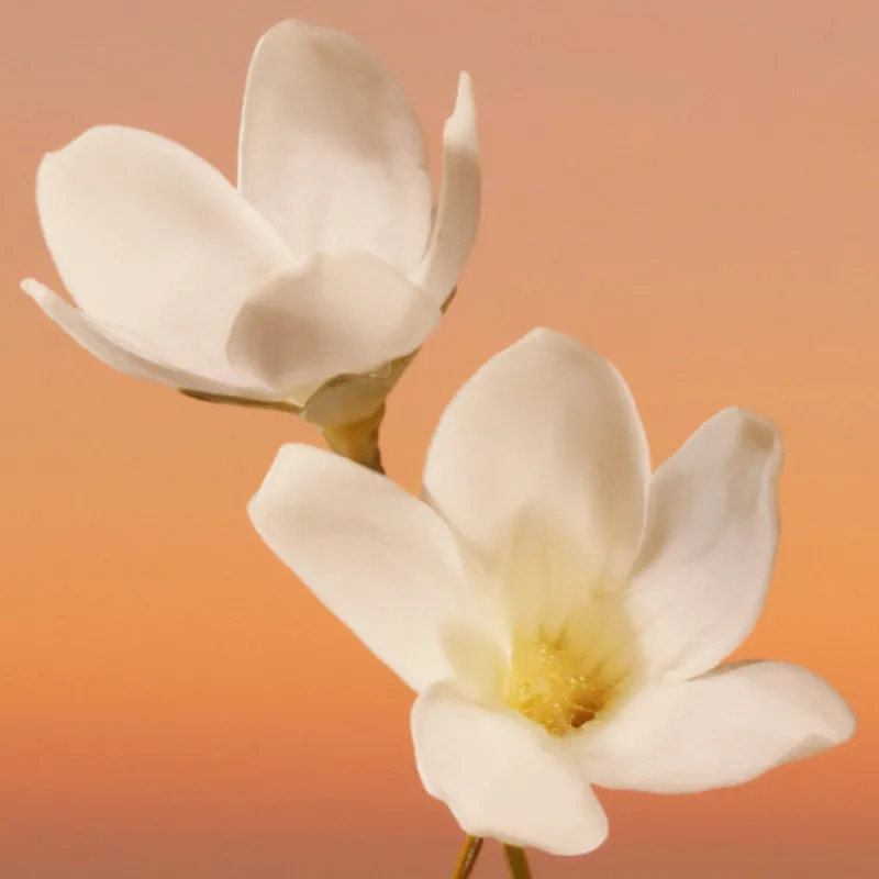 Clearance ETERNITY INTENSE WOMEN EAU DE PARFUM VAPORIZADOR Mujer Eau De Parfum Mujer