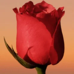 Clearance ETERNITY INTENSE WOMEN EAU DE PARFUM VAPORIZADOR Mujer Eau De Parfum Mujer