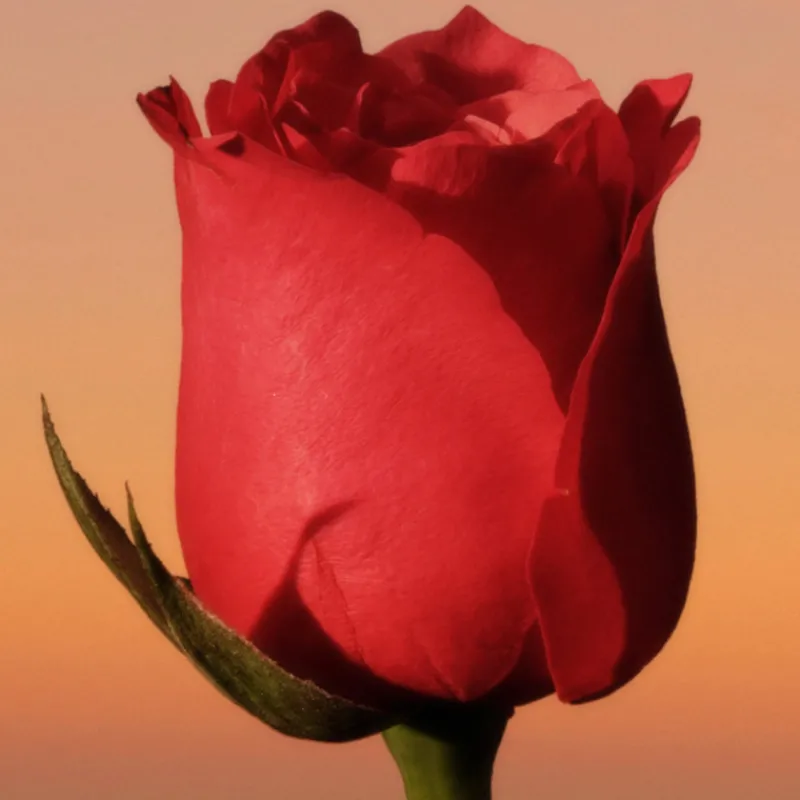 Clearance ETERNITY INTENSE WOMEN EAU DE PARFUM VAPORIZADOR Mujer Eau De Parfum Mujer