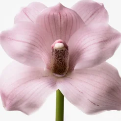 Best Euphoria Eau de Toilette para Mujer Mujer Eau De Toilette Mujer