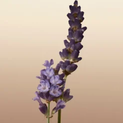 Sale GODDESS EAU DE PARFUM Mujer Eau De Parfum Mujer