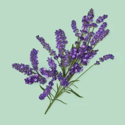 Sale Guilty Essence Pour Homme Eau de Toilette para Hombre Hombre Eau De Toilette Hombre|Eau De Toilette