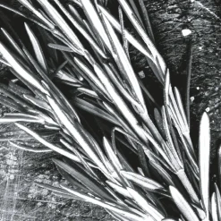 Online IN ABUNDANCE EDP VAPORIZADOR Hombre Eau De Parfum Hombre|Eau De Parfum