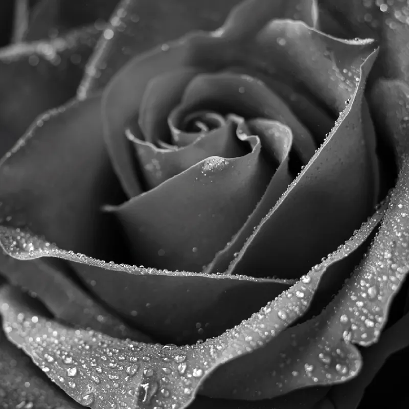 Online In Bloom Eau de Parfum Mujer Eau De Parfum Mujer