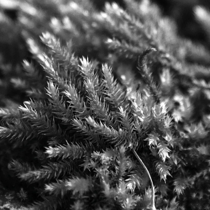 Hot IN CRESCENDO EDP VAPORIZADOR Hombre Eau De Parfum Hombre|Eau De Parfum