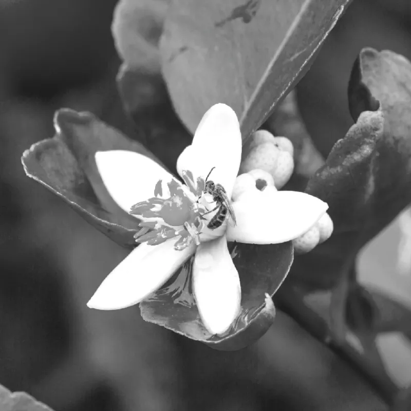 New In Essence Eau de Parfum Mujer Eau De Parfum Mujer