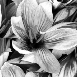 Discount IN MOTION EDP VAPORIZADOR Mujer Eau De Parfum Mujer