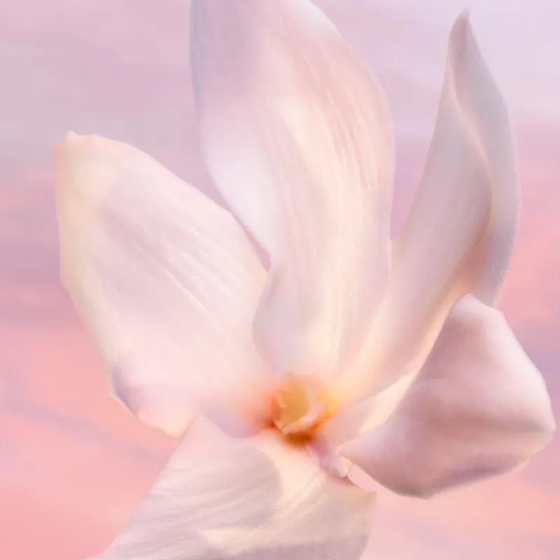 Hot La Vie Est Belle Vanille Nude Eau de Parfum Mujer Eau De Parfum Mujer