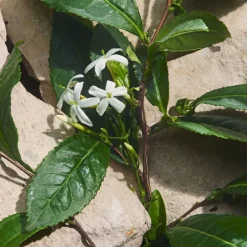 New Light Blue Capri In Love Eau de Parfum Edición Limitada Mujer Eau De Parfum Mujer