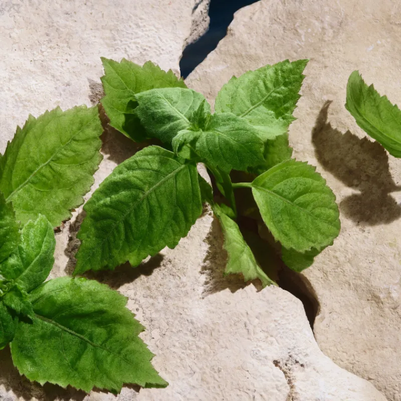 Discount Light Blue Pour Homme Capri In Love Eau de Parfum Edición Limitada Hombre Eau De Parfum Hombre|Eau De Parfum