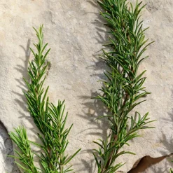 New Light Blue Pour Homme New Eau de Toilette Hombre Eau De Toilette Hombre|Eau De Toilette