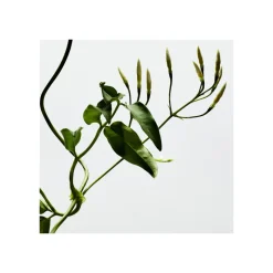 001 WOMAN EDP Mujer Eau De Parfum Mujer