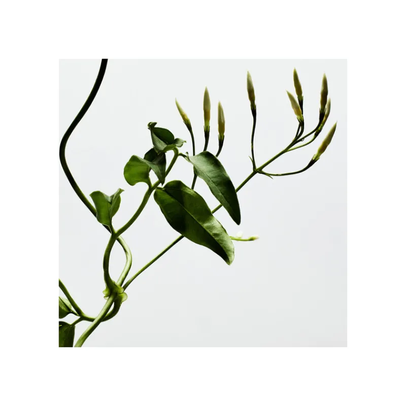 001 WOMAN EDP Mujer Eau De Parfum Mujer