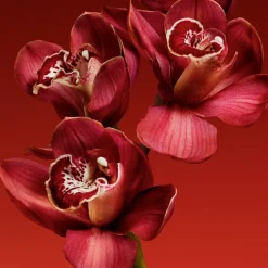 Hot MY EUPHORIA  EAU DE PARFUM Mujer Eau De Parfum Mujer