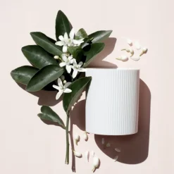 New NEROLI RIVIERA CANDLE Velas