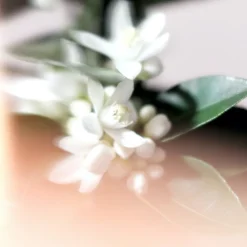 New NEROLI RIVIERA CANDLE Velas