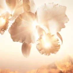 Discount ORCHIDÉE IMPÉRIALE GOLD NOBILE LA CREAM Orquídea|Luminosidad