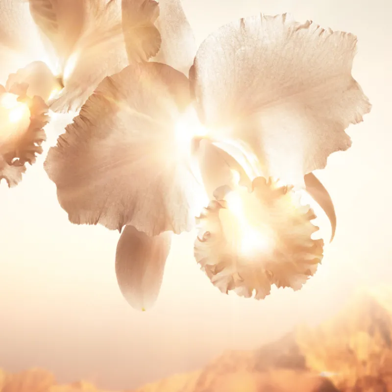 Discount ORCHIDÉE IMPÉRIALE GOLD NOBILE LA CREAM Orquídea|Luminosidad