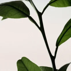 Discount PETIT GRAIN DE SOLEIL DIFFUSER Difusores Y Mikados