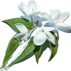 Best PURE SHOTS CLEAN REBOOT LIMPIADOR FACIAL Pureza|Limpieza