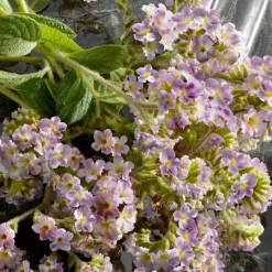 Q EAU DE PARFUM INTENSE Mujer Eau De Parfum Mujer