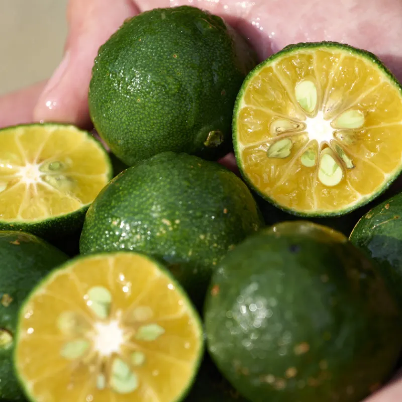 Hot Waso Shikulime Color Control Oil-Free Moisturizer 50 ml Fondo De Maquillaje|Imperfecciones